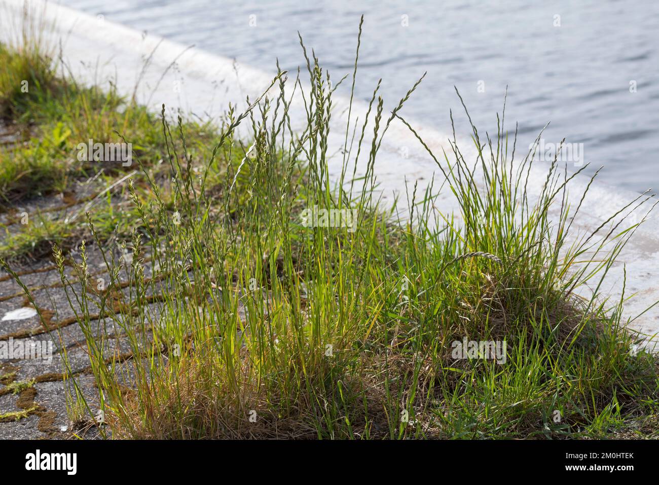 Deutsches Weidelgras, in Pflasterfugen, Lolium perenne, perennial rye-grass, English ryegrass, winter ryegrass, Le ray-grass anglais Stock Photo
