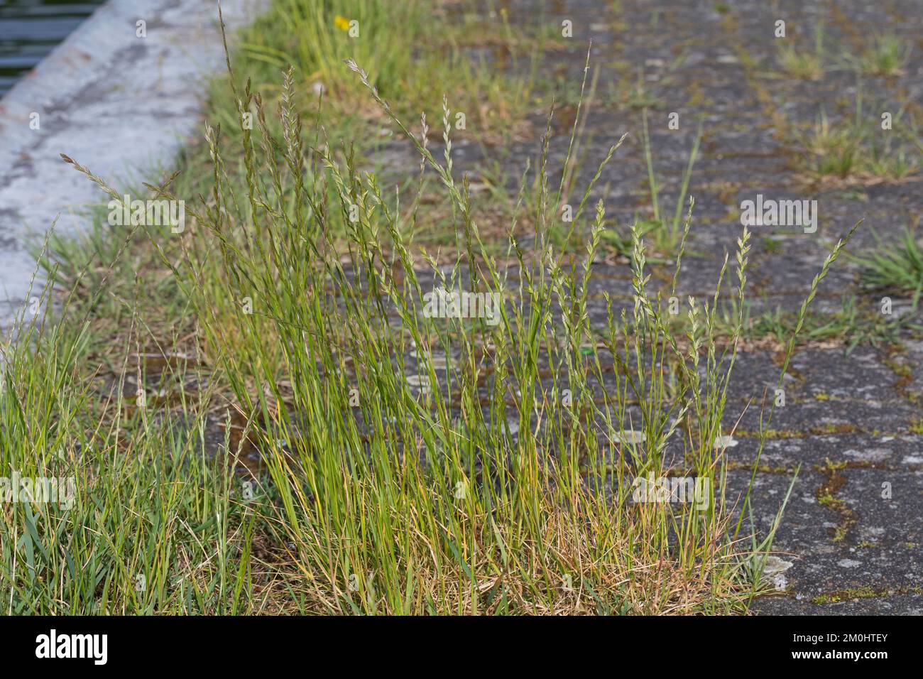 Deutsches Weidelgras, in Pflasterfugen, Lolium perenne, perennial rye-grass, English ryegrass, winter ryegrass, Le ray-grass anglais Stock Photo