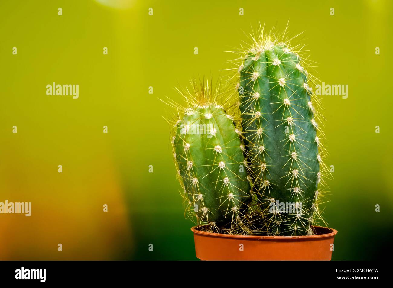 small decorative cacti with long colorful spines on a dynamic colorful blurred background, close-up plants, background wallpaper decoration, space for Stock Photo