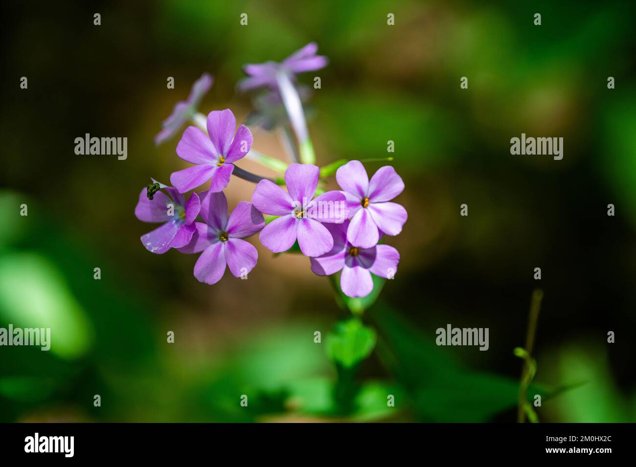 A closeup of small purple phlox glaberrima flowers Stock Photo