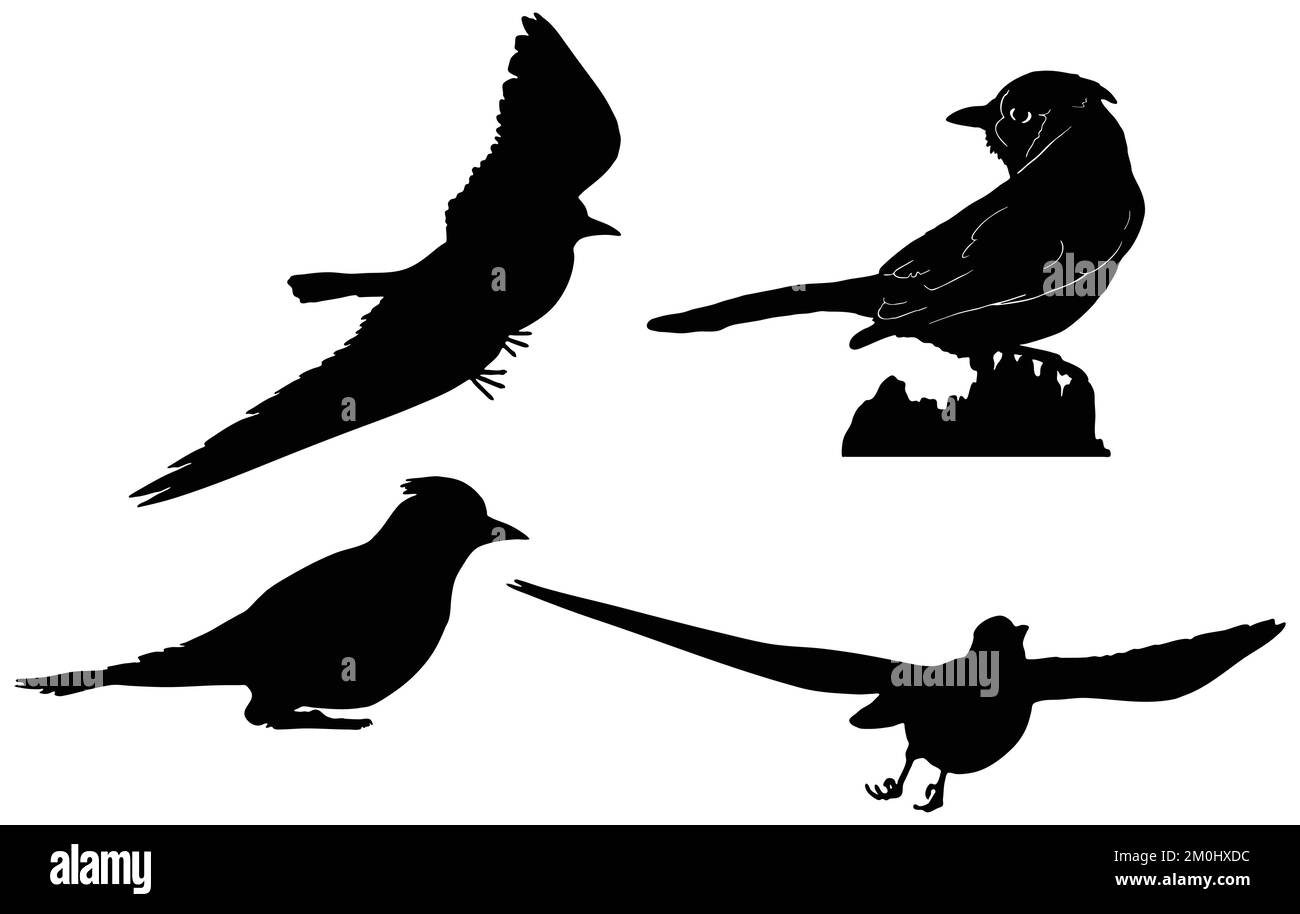 set of cute blue jay bird collection vector. blue jay logo, icon