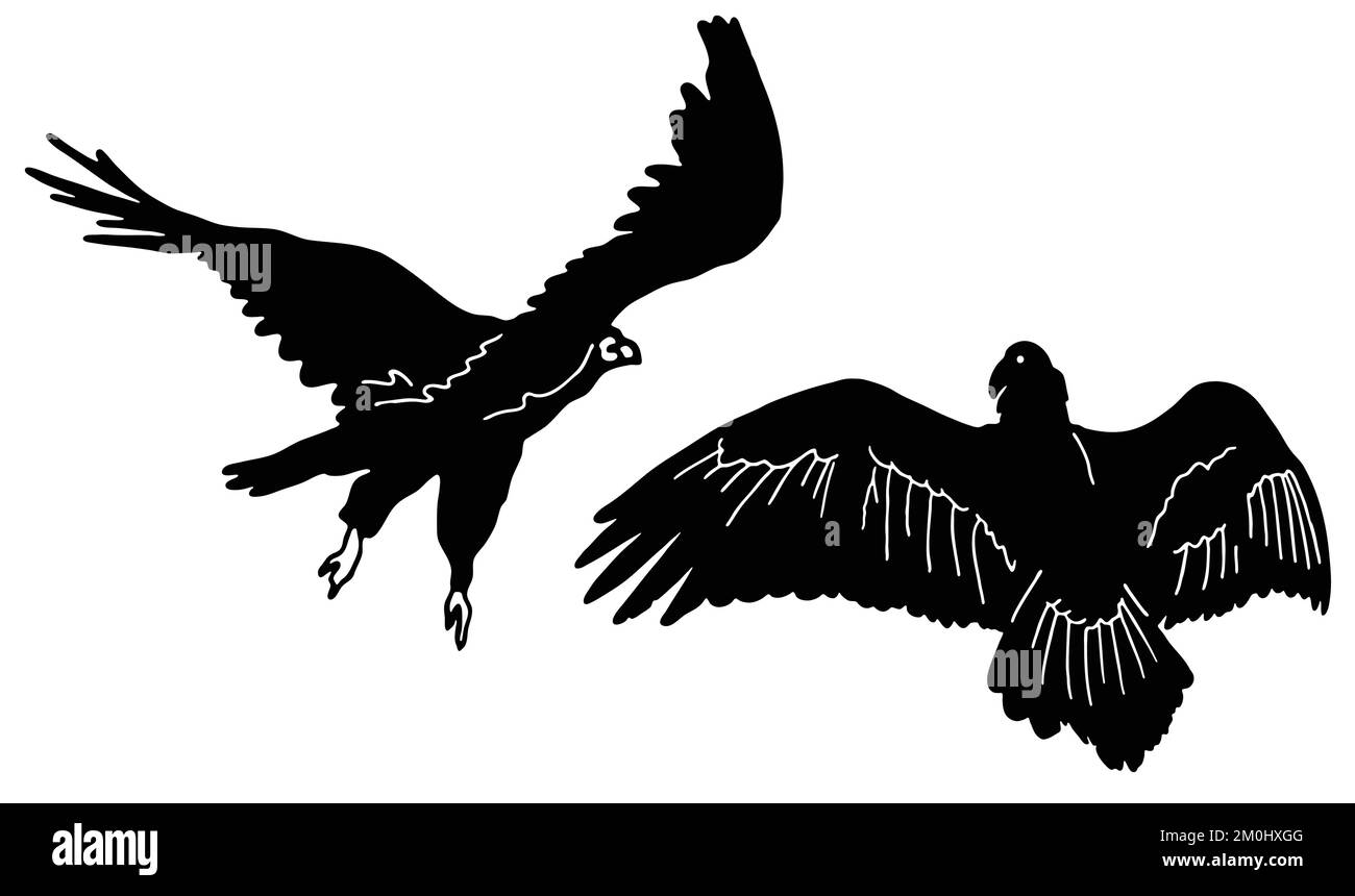 Raptor bird of prey buteo buteo buzzard common buzzard Stock Vector