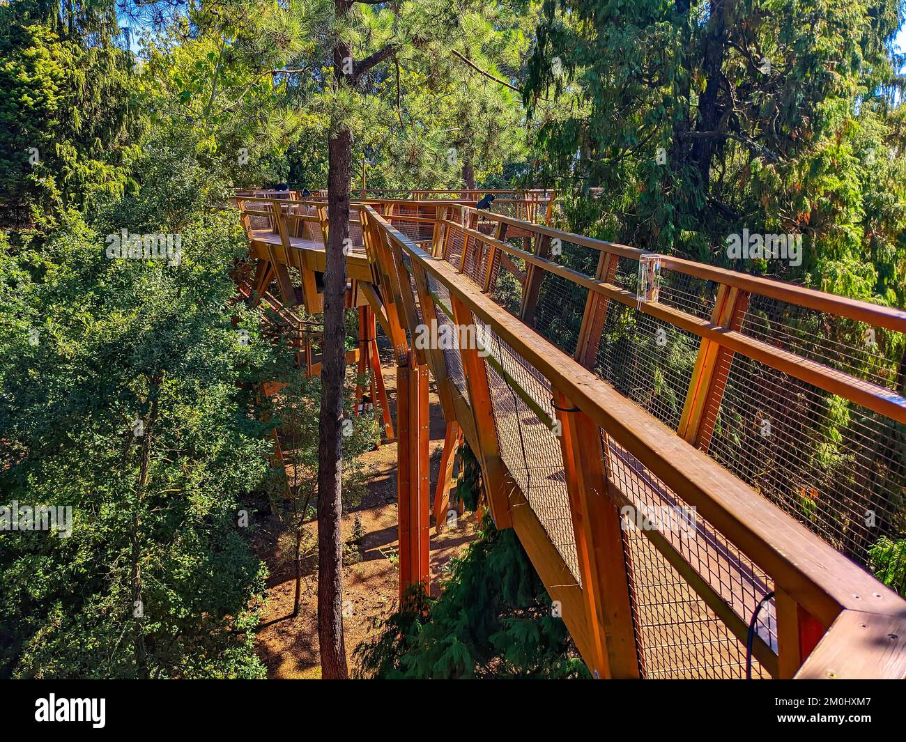 Wooden Treetop Walkway among firs in bright sunny day in Serralves park, Porto, Portugal Stock Photo