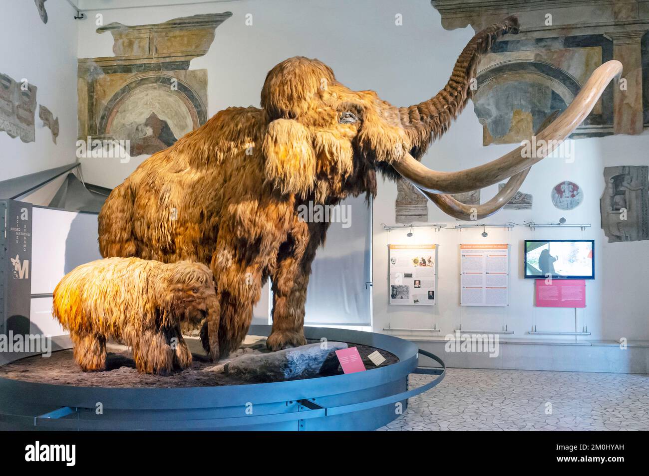 civic museum of natural sciences in bergamo