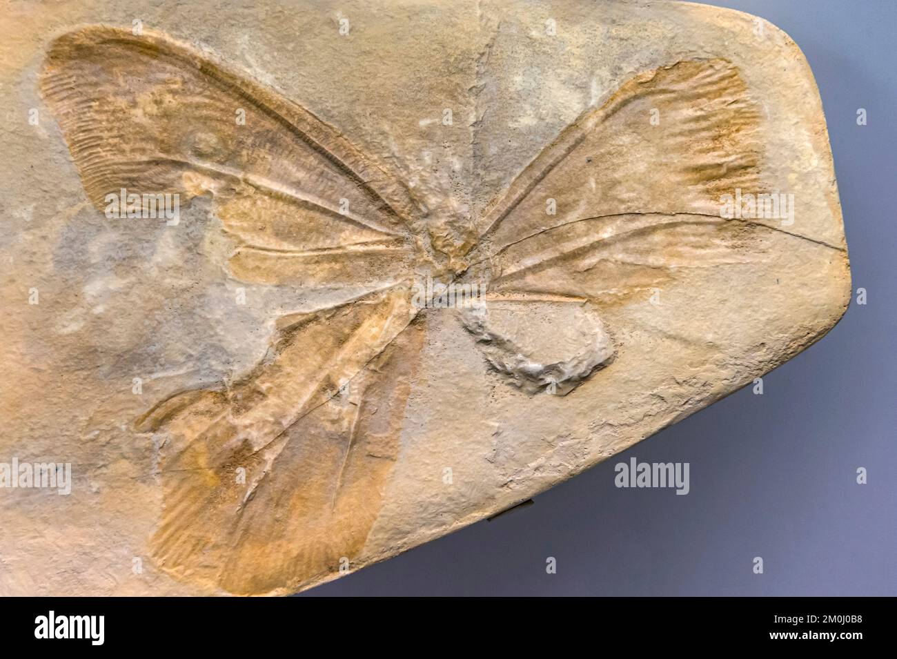 natural science museumi: kalligramma haeckeli fossil insect, solnhofen german, bergamo, italy Stock Photo