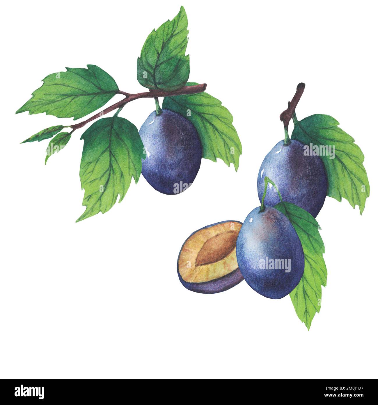 Set of watercolor plum tree branches with green leaves and fruits Stock ...