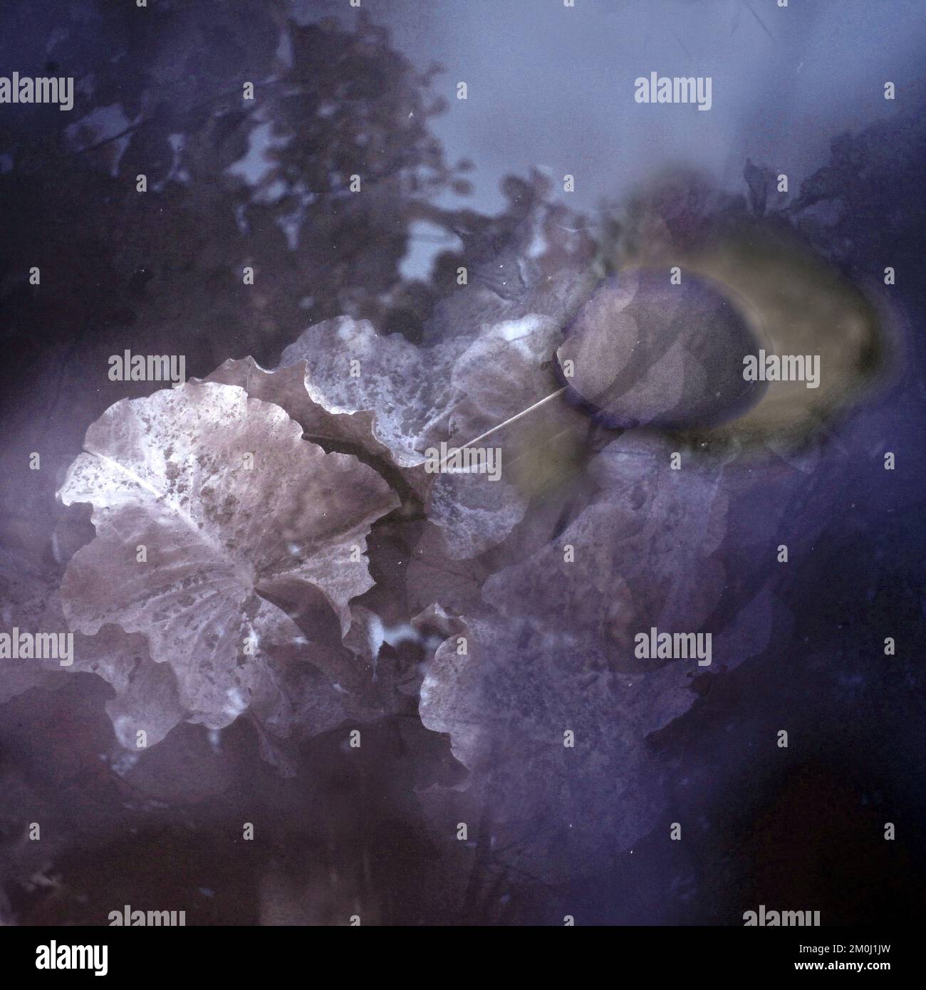 Abstract Impressionism of muted colour infrared photography of woodland ...