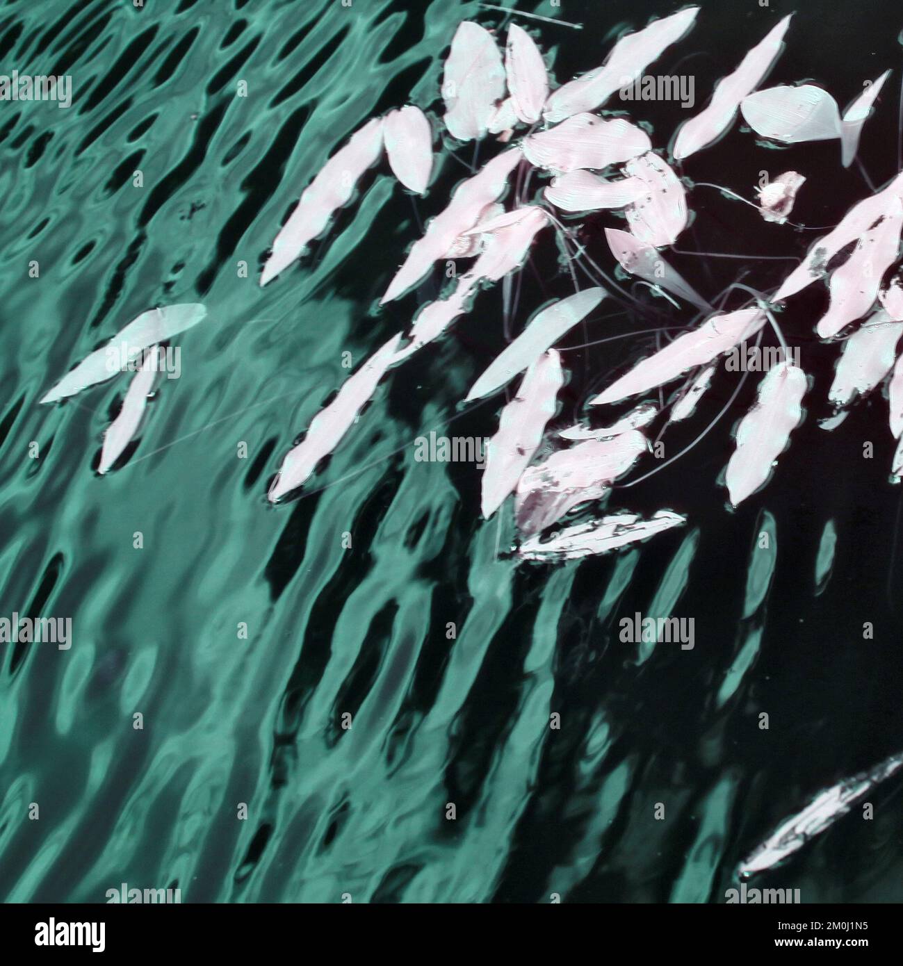 Abstract Impressionism of muted colour infrared photography of woodland ...