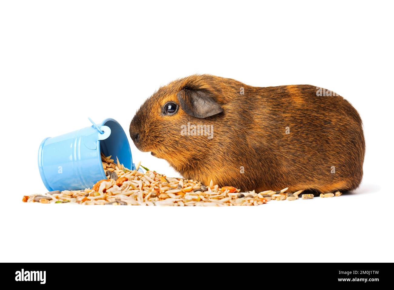 Cute little brown guinea pig nibbles pet food on white background Stock