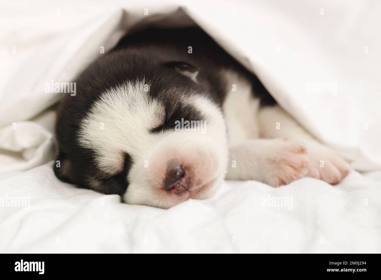 Siberian Husky puppy sleeps under a white blanket on the bed Stock
