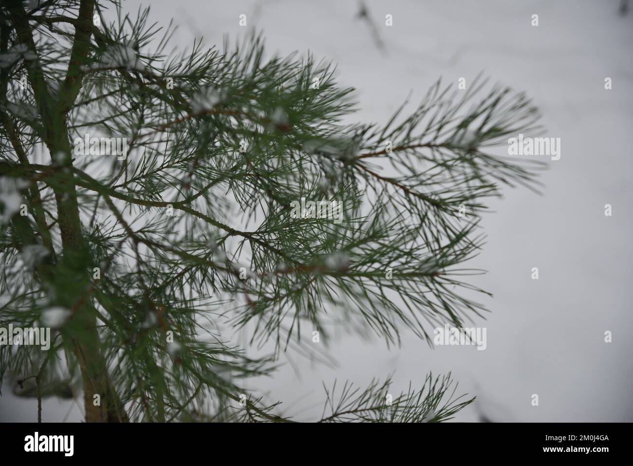 Christmas Background with beautiful green pine tree brunch close up. Copy space. Stock Photo