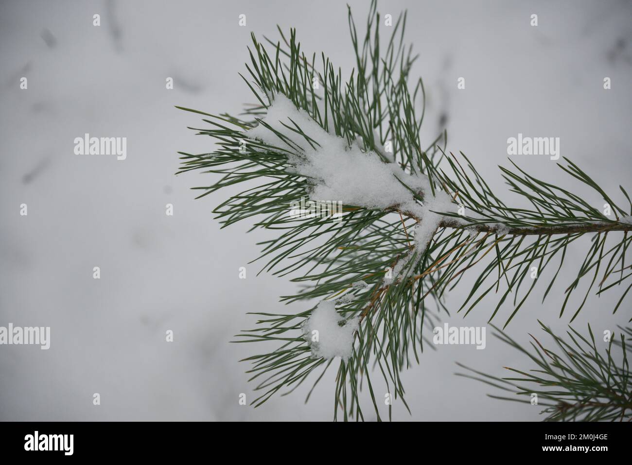 Christmas Background with beautiful green pine tree brunch close up. Copy space. Stock Photo