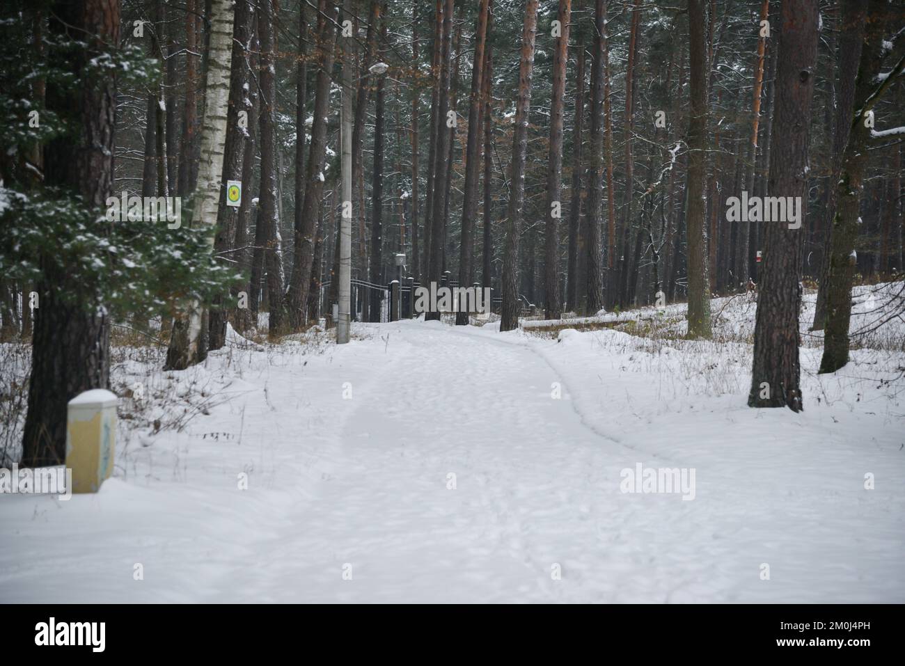 The tourist walking path in the pine forest is covered with white snow ...