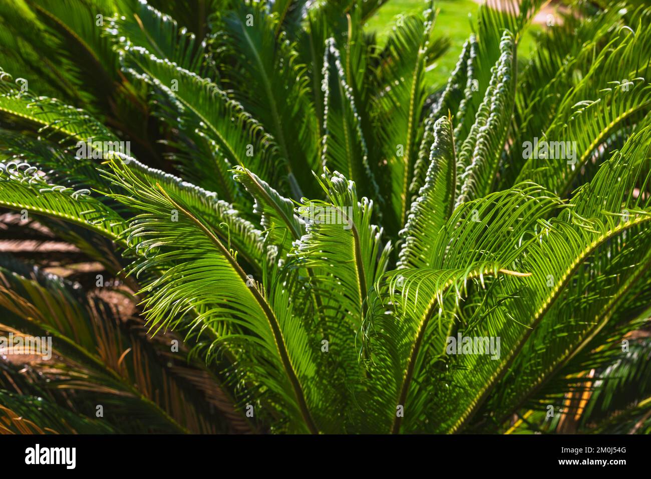 Cycas Revoluta or Sago Palm or Japenese Cycad plant. Decorative plants for parks or gardens. Stock Photo