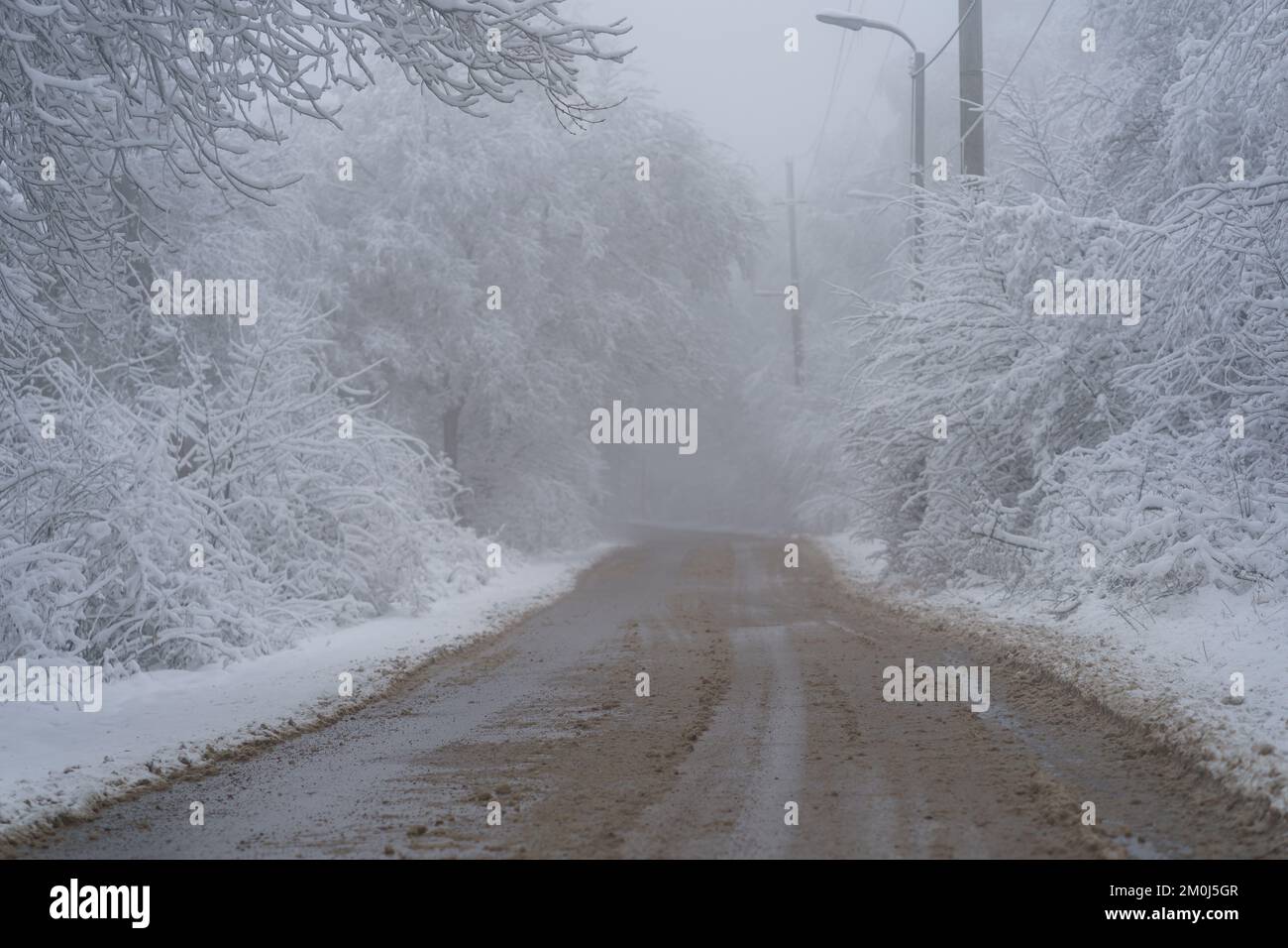 Snowy driveway and fog. Mountain road in trees covered by snow