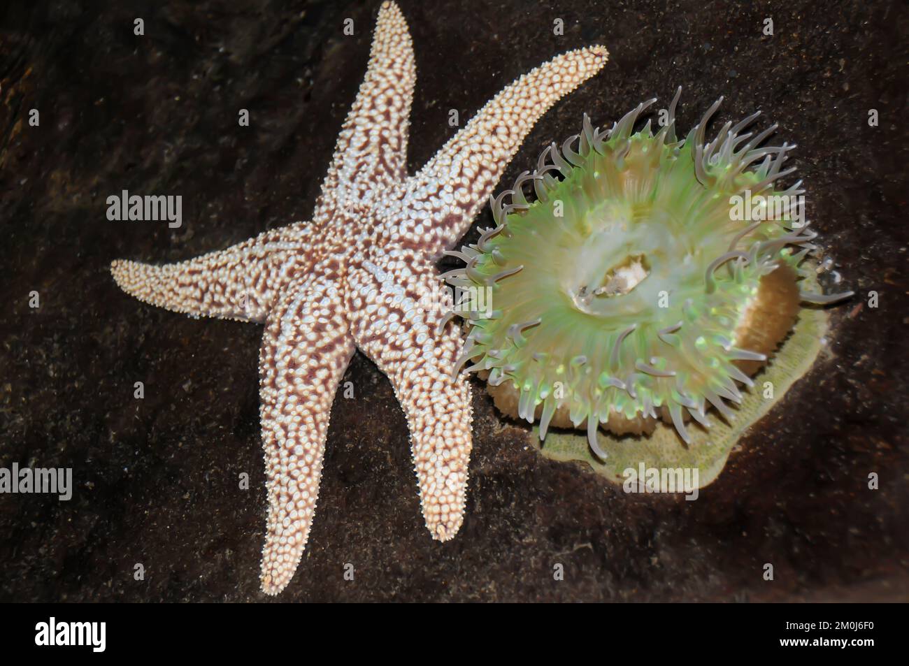 Sea Star and Green Sea Anemone at the California Academy of Science, San Francisco, California Stock Photo