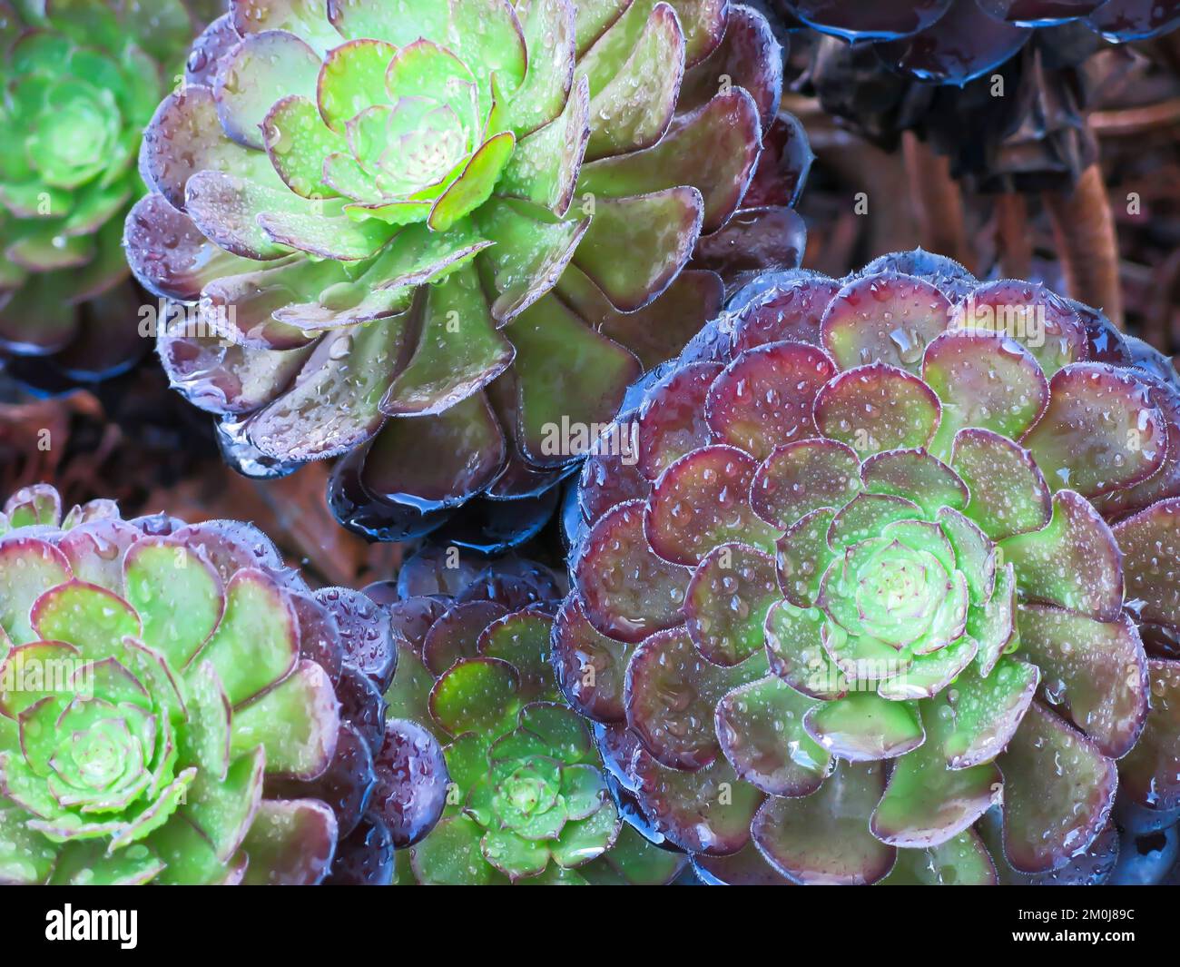 Tree Aeorium Stock Photo