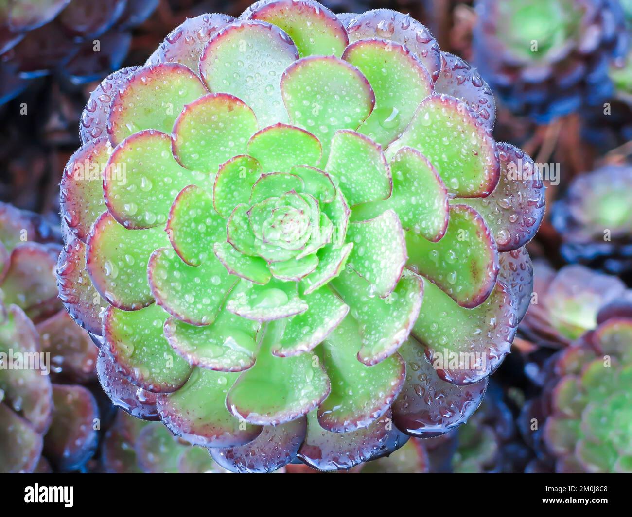 Tree Aeorium Stock Photo