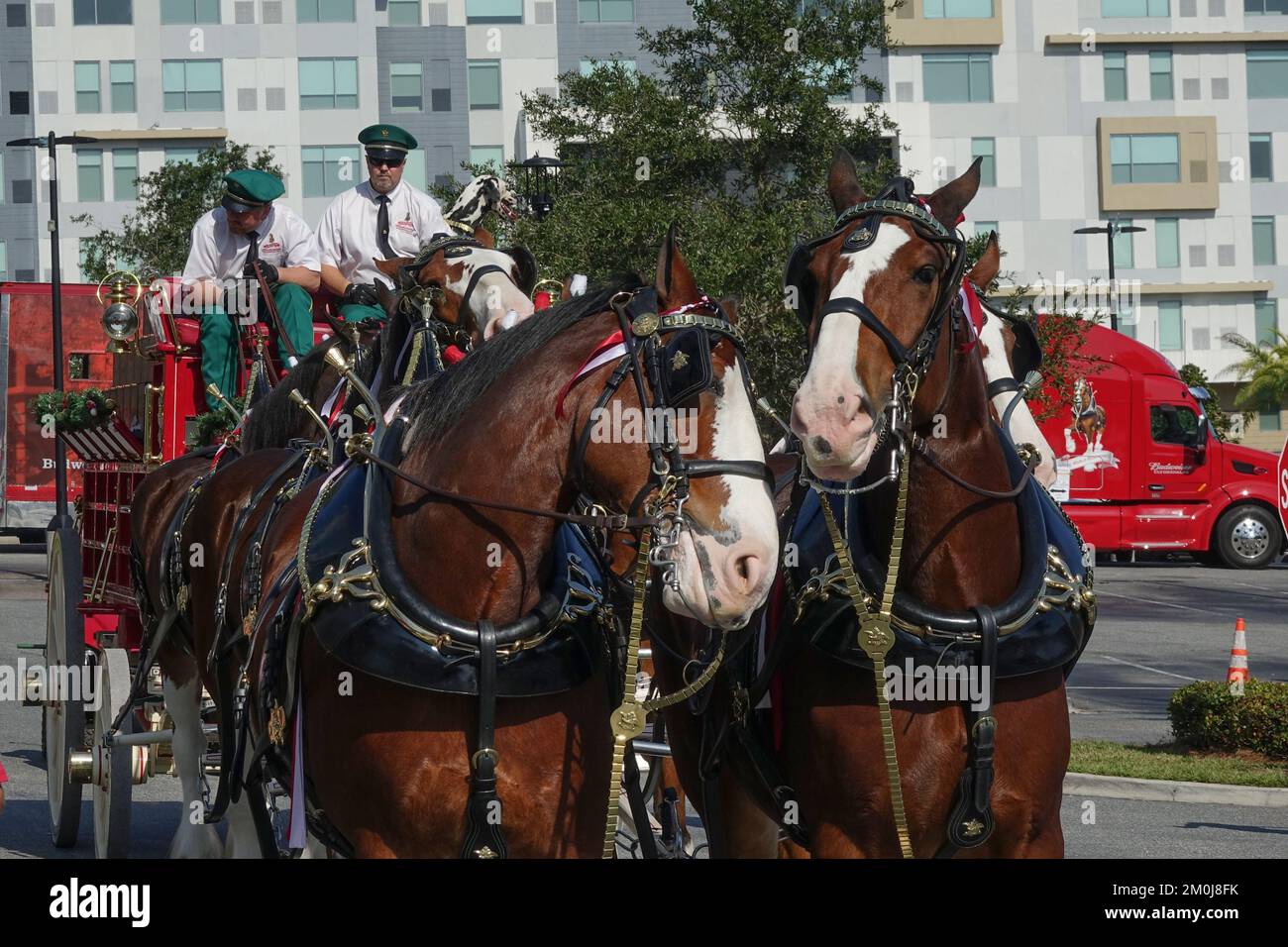 A closeup shot of Clydesdale horses pulling the Budweiser wagon at