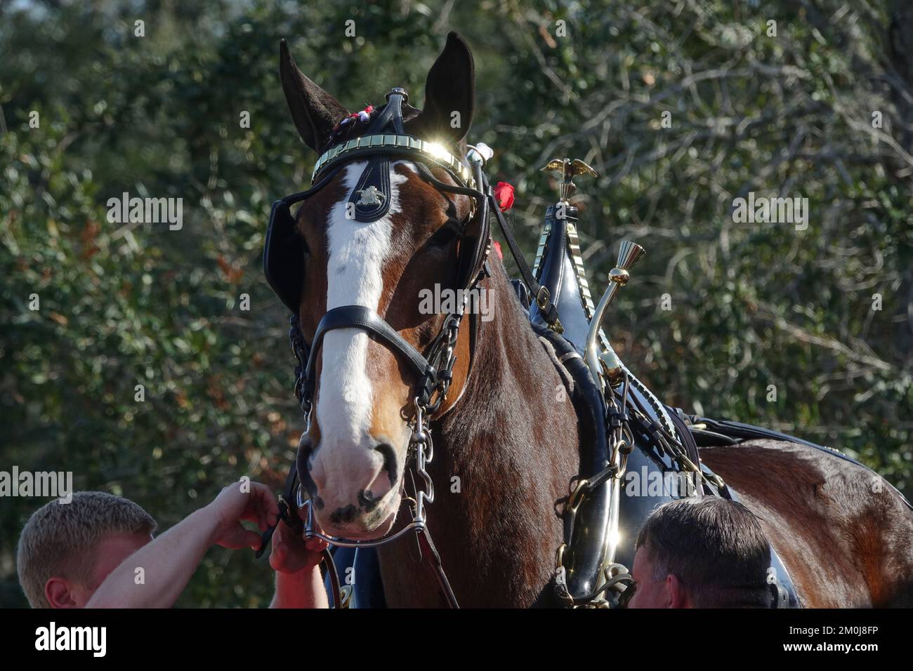 Budweiser clydesdale horses hires stock photography and images Alamy