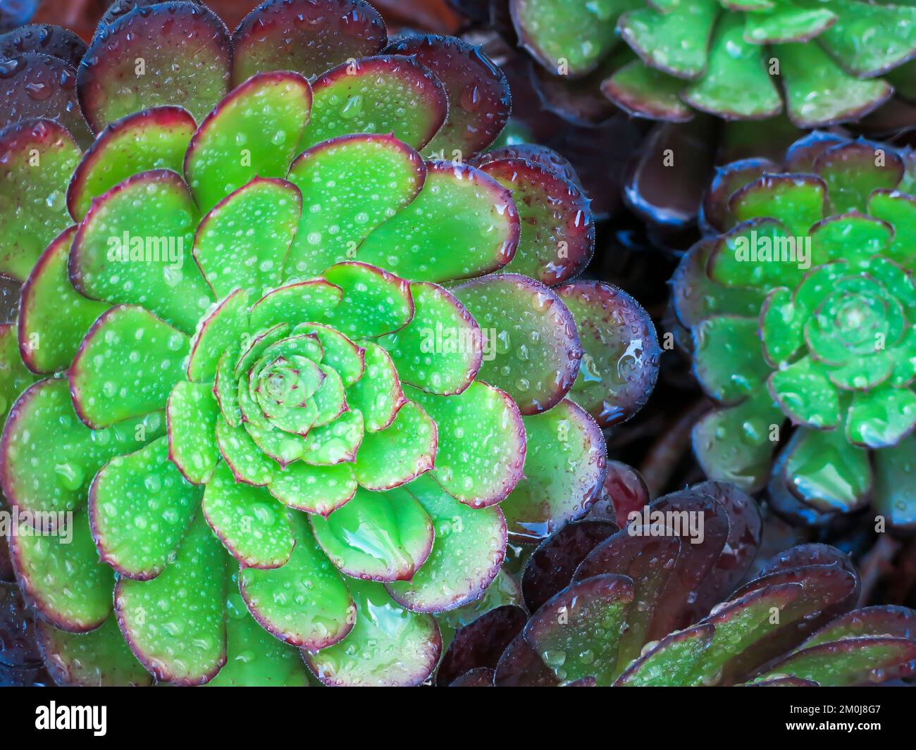 Tree Aeorium Stock Photo