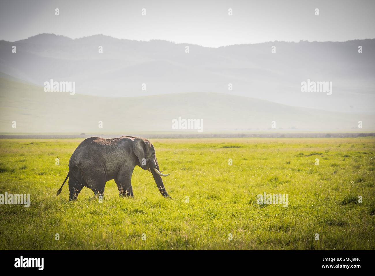 Elephant in the African savanna Stock Photo