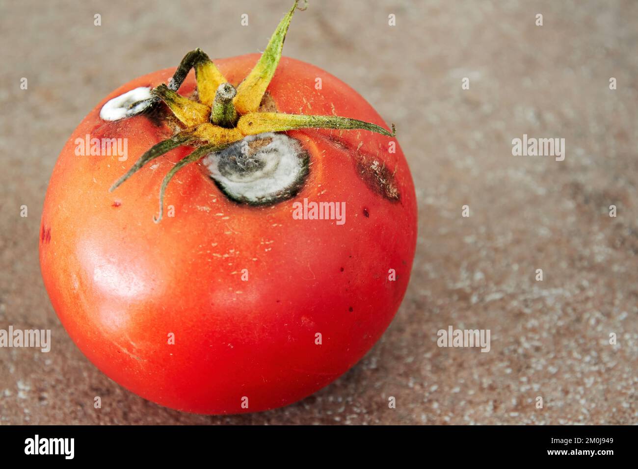 Rotten red tomato with white bright mold. Unhealthy and spoiled food and vegetables Stock Photo