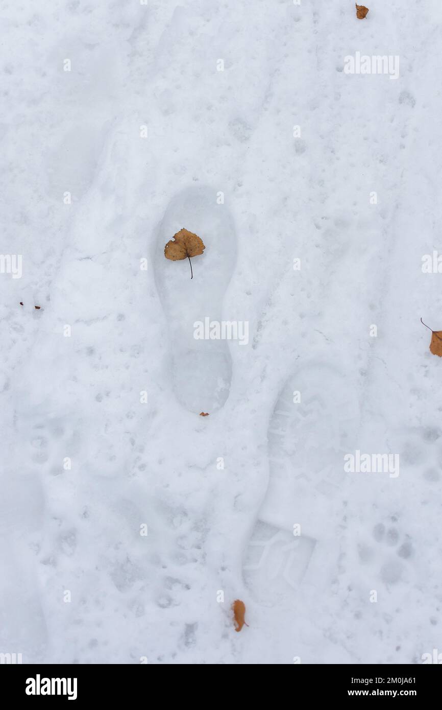 Snow human footprints. A yellow leaf fell on the footprint of a shoe. Vertical abstract natural background. The concept of weather snowfall and winter Stock Photo