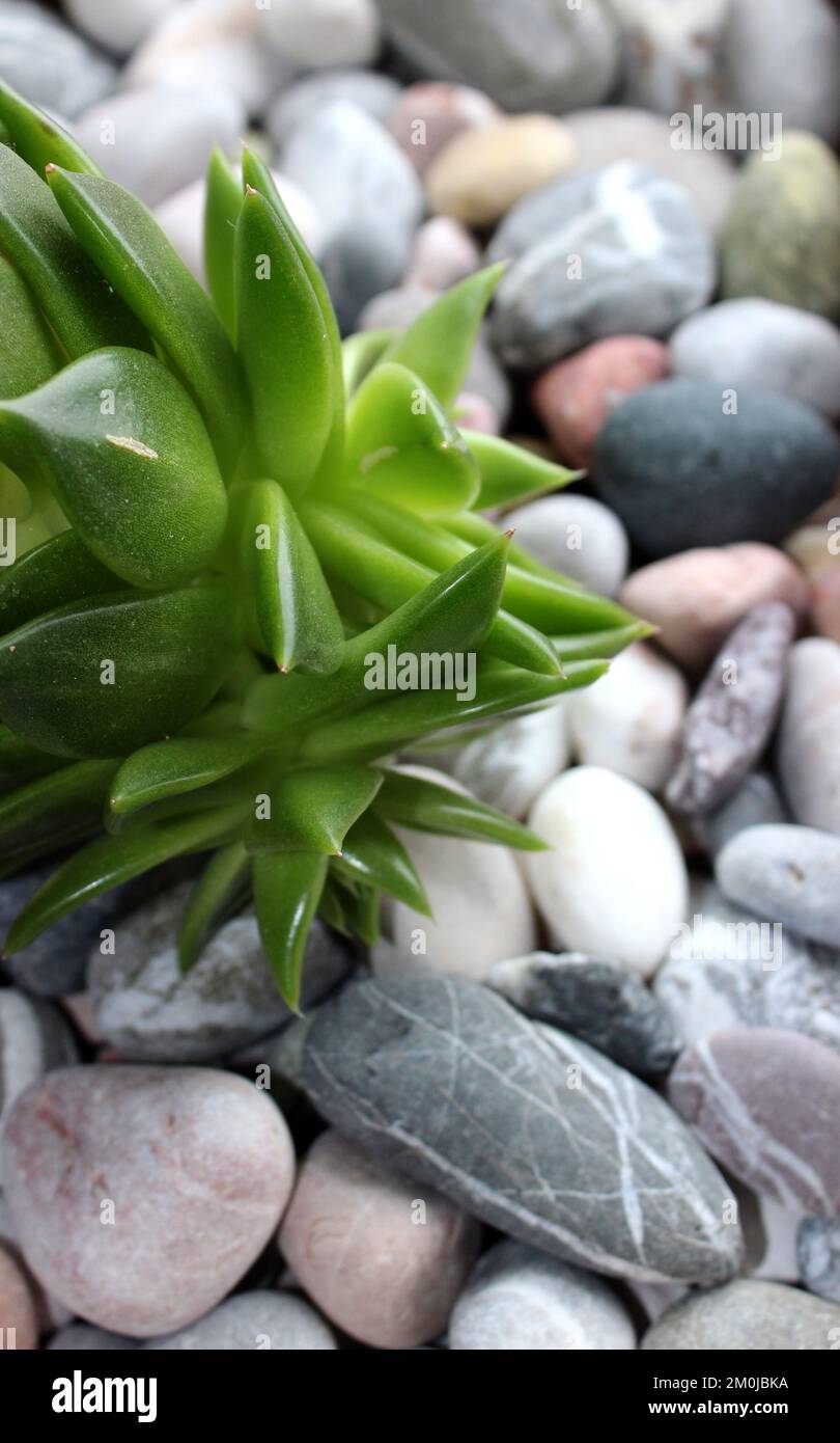 Live Plant Over Colored Round Gravels Vertical Background Stock Photo