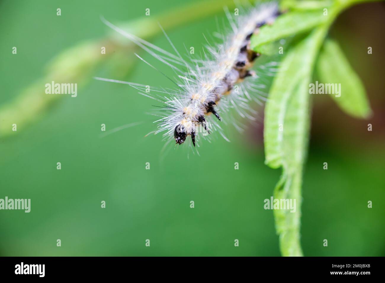Hairy caterpillar. These cute caterpillars love and eat leaves, but
