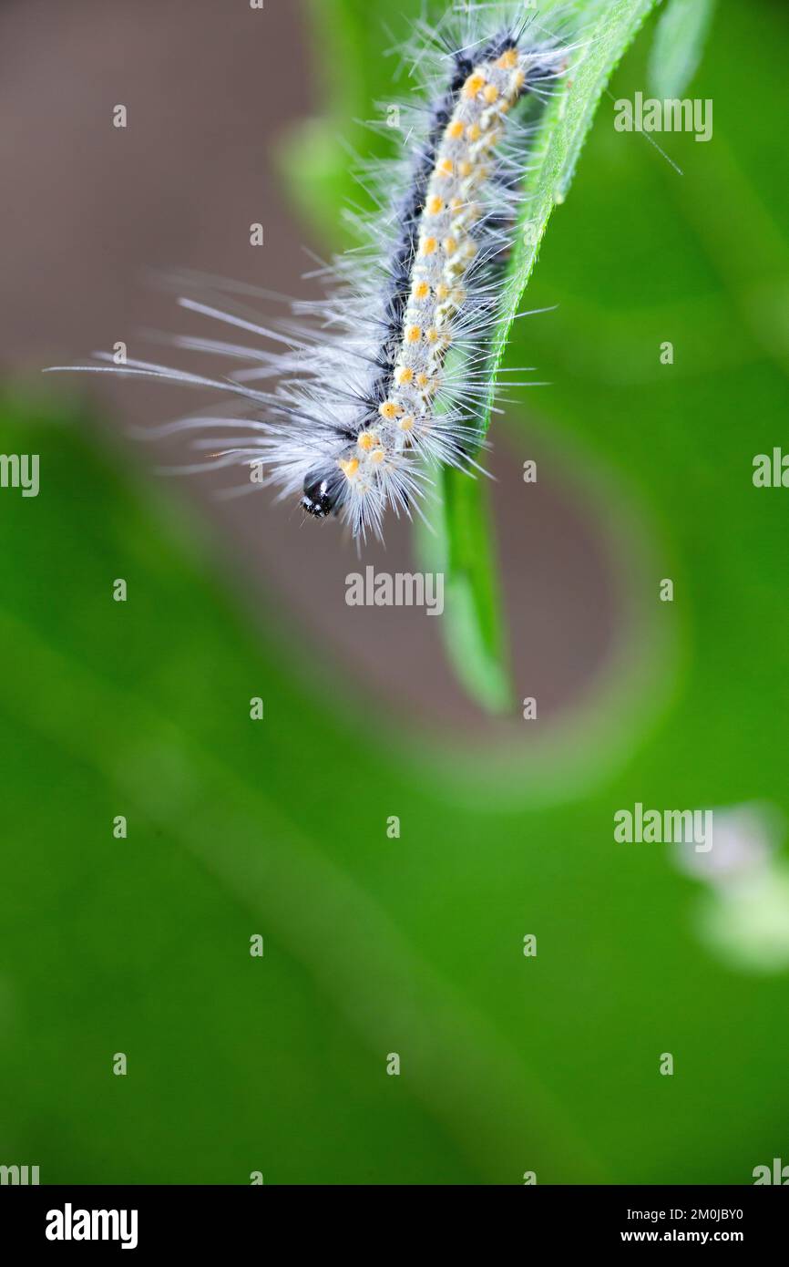 Hairy caterpillar. These cute caterpillars love and eat leaves, but