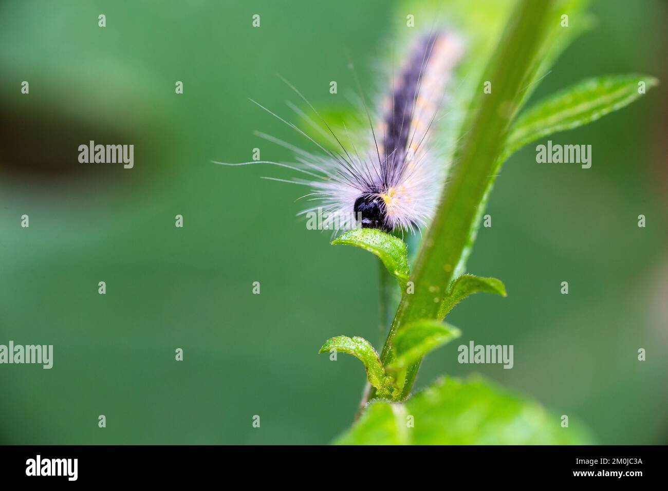Hairy caterpillar. These cute caterpillars love and eat leaves, but