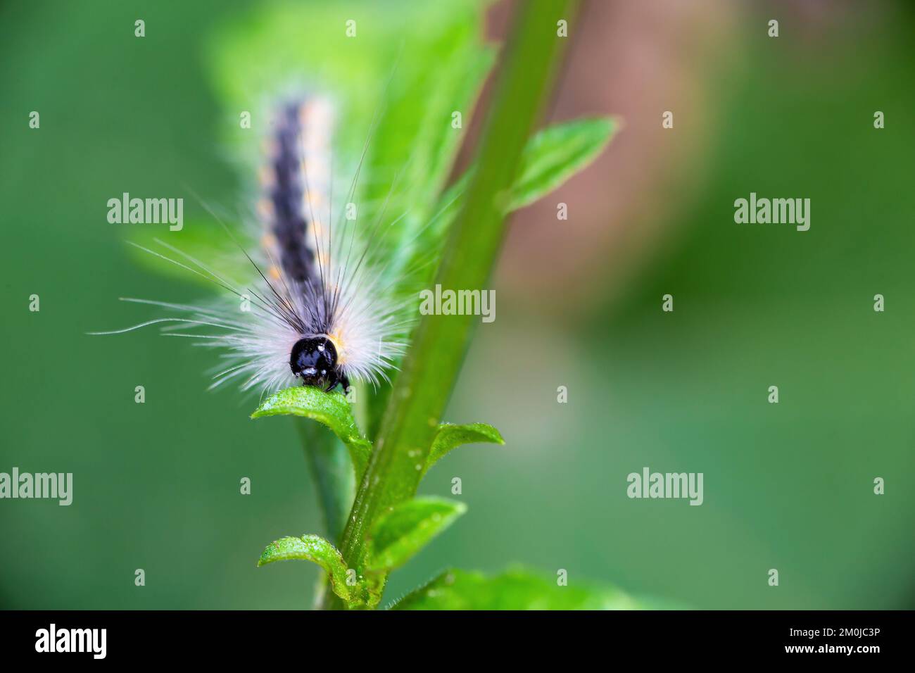 Hairy caterpillar. These cute caterpillars love and eat leaves, but