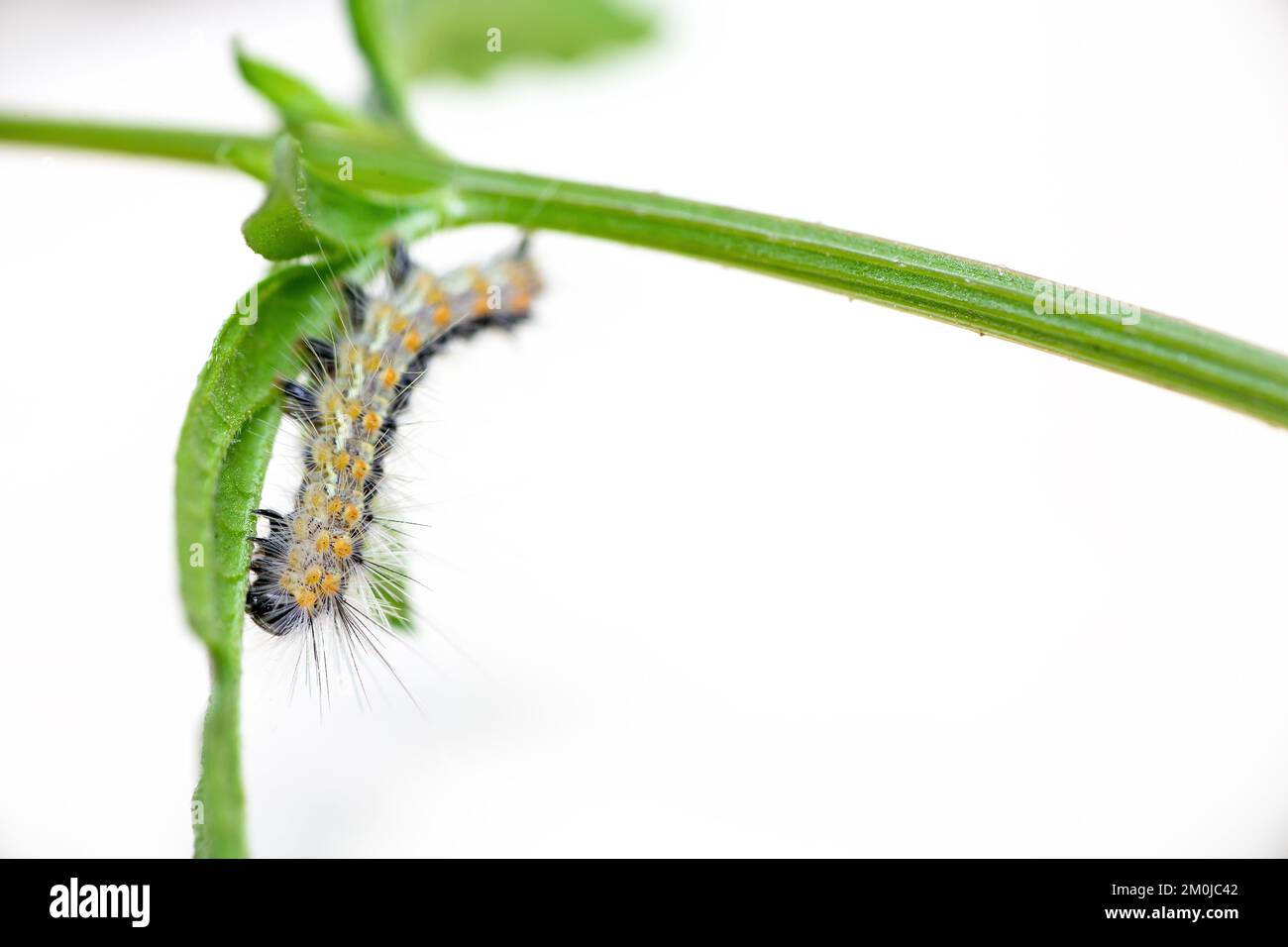 Hairy caterpillar. These cute caterpillars love and eat leaves, but