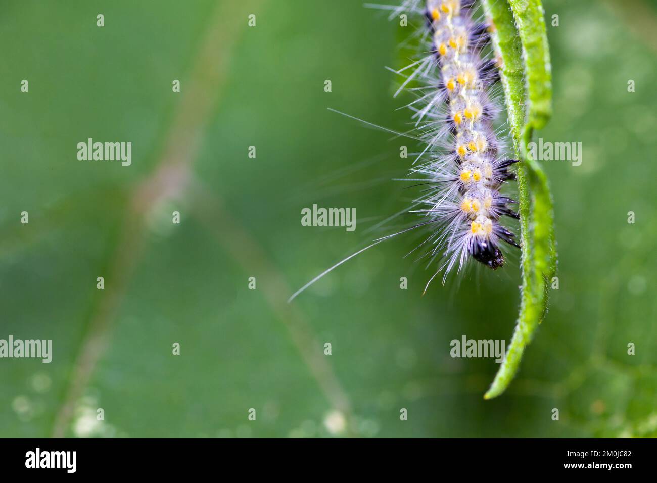 Hairy caterpillar. These cute caterpillars love and eat leaves, but