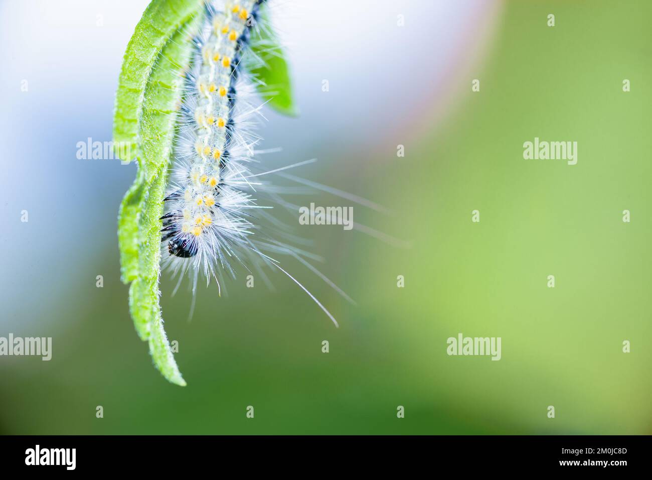 Hairy caterpillar. These cute caterpillars love and eat leaves, but