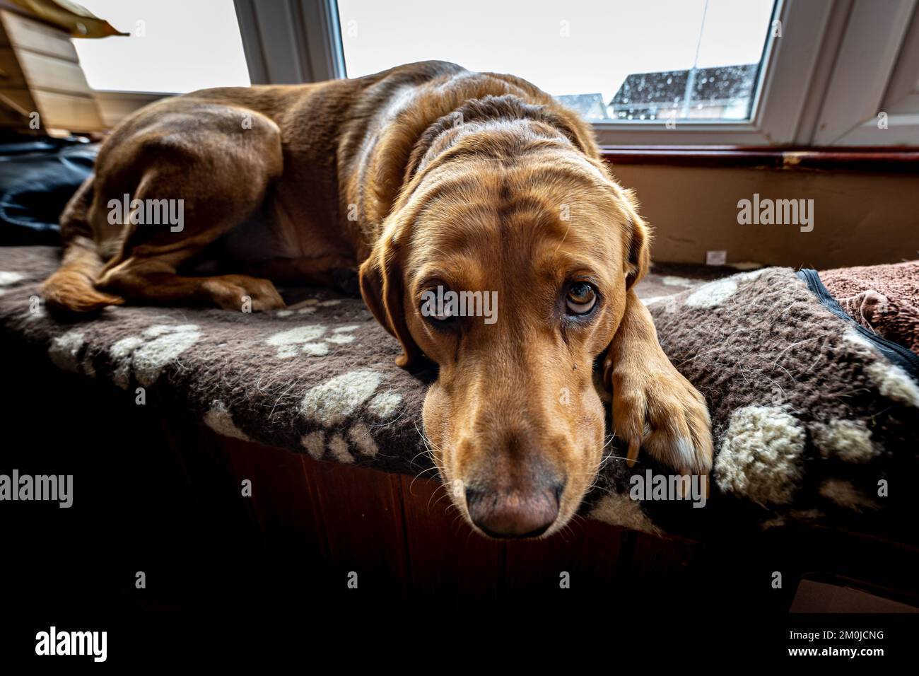 A close-up shot of a brown Tyrolean Hound breed dog, Tiroler Bracke, laying on a couch Stock Photo