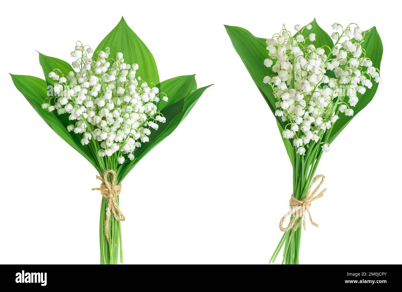 Lilly of the valley flowers isolated on white background with full ...