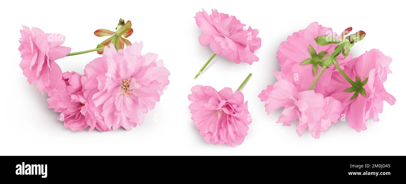 Sakura flower cherry blossom isolated on white background with full ...
