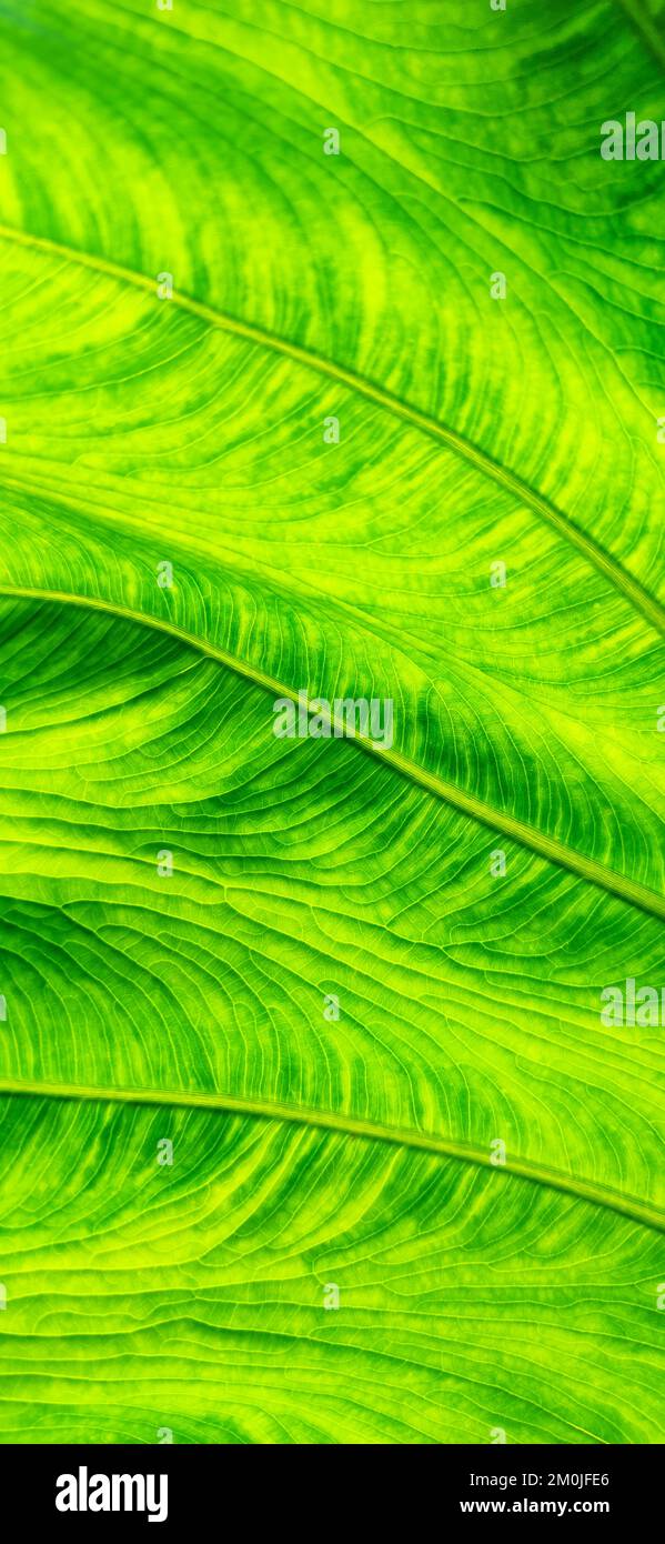 Background of bright green leaf in background light. Flat exotic texture of plant, close-up. Vertical frame Stock Photo