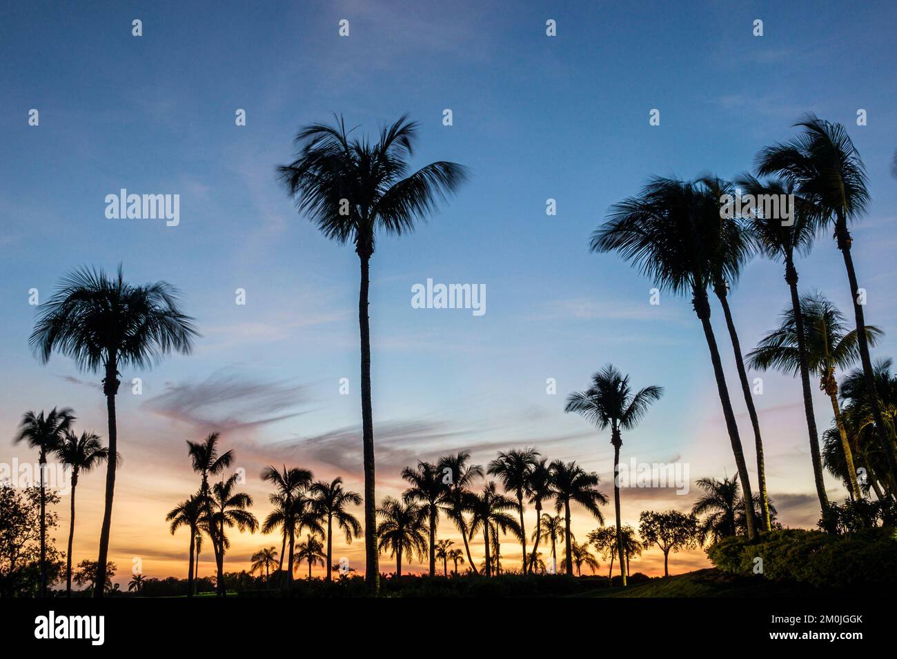 Naples Florida,Lely Resort Golf and Country Club palm trees silhouette silhouettes sunset dusk evening Stock Photo