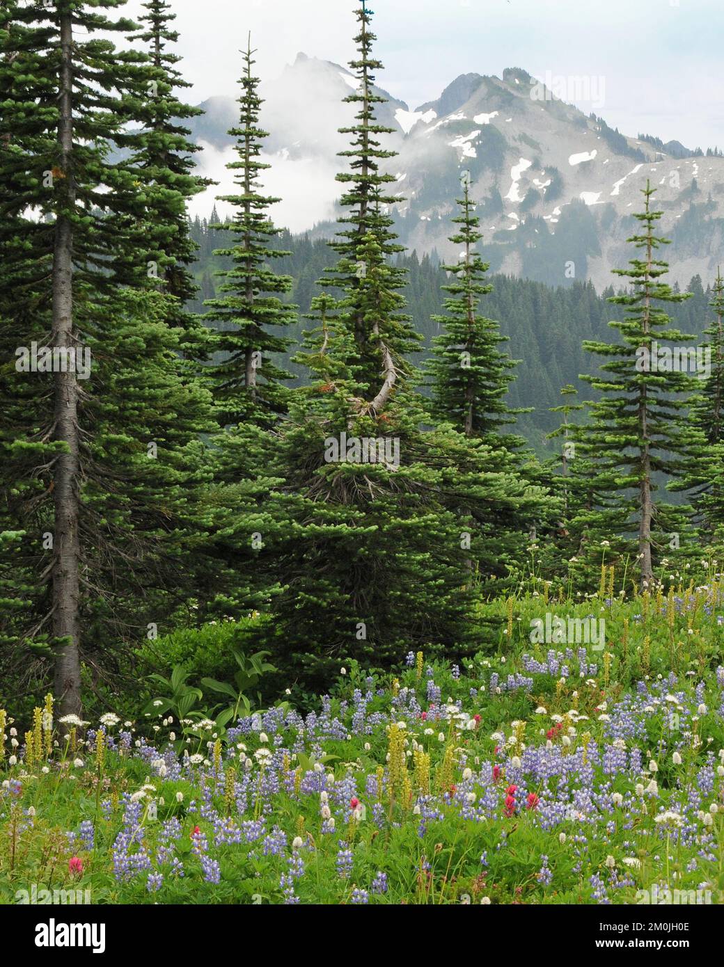 Mt. Rainier, WA Stock Photo Alamy