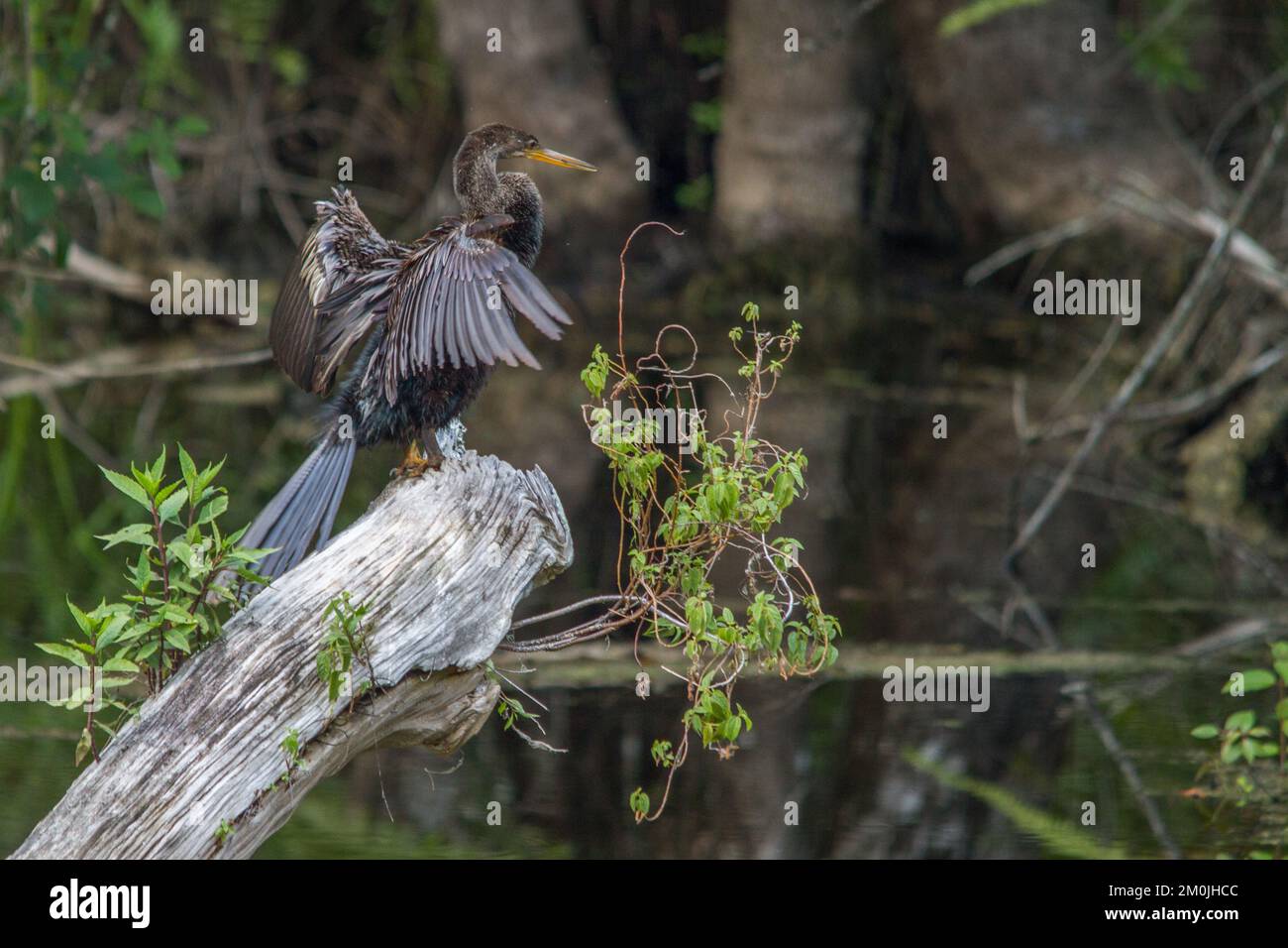 An anhinga in Six Mile Cypress Swamp. Stock Photo