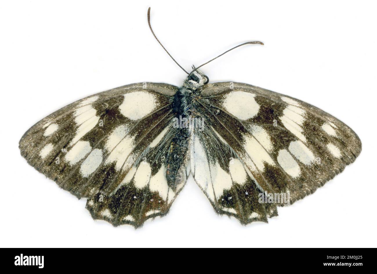 melanargia galathea butterfly, nese, italy Stock Photo