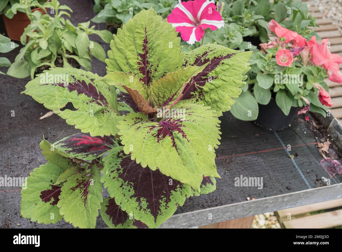 Coleus plant growing indoors in a greenhouse with natural daylight