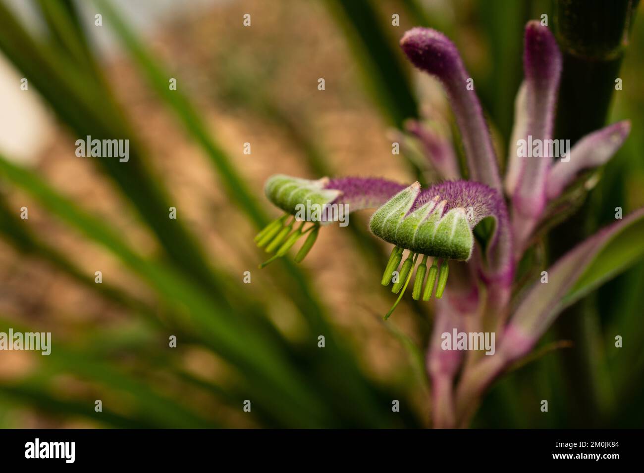 purple kangaroo paw Stock Photo