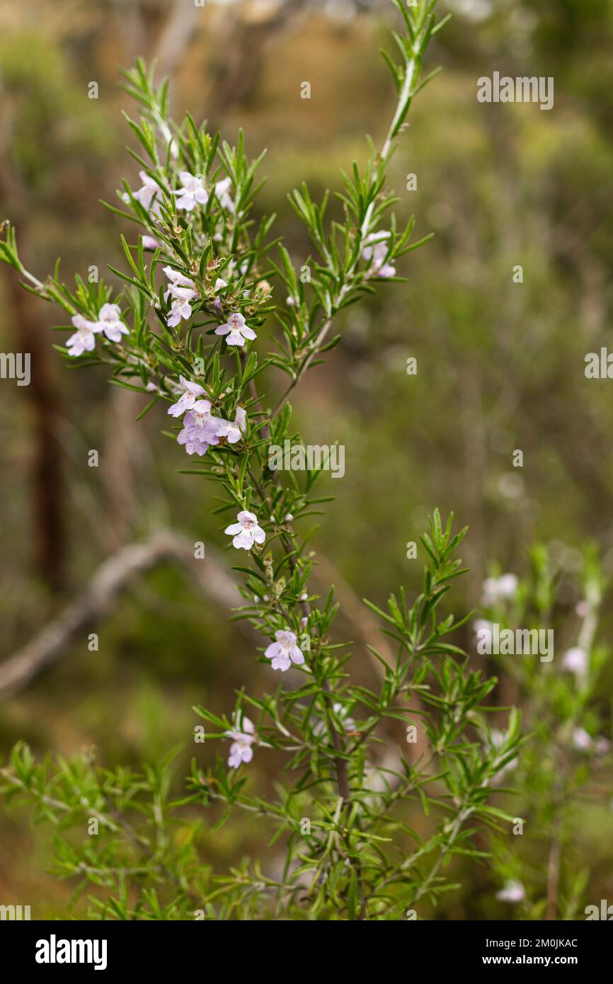 Downy mintbush native australian flora Stock Photo