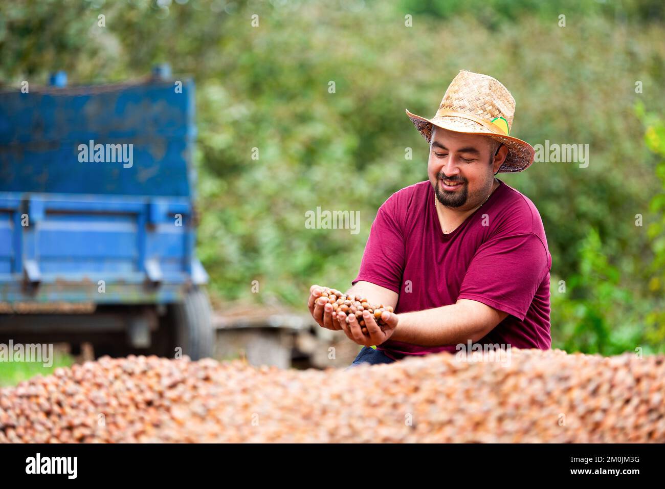 Hazelnuts collected during the hazelnut harvest and the farmer Stock