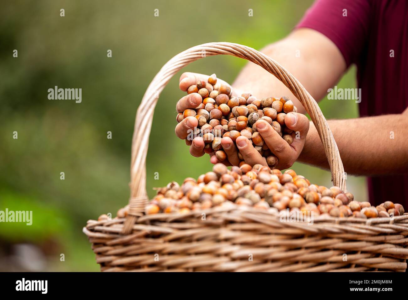 Harvesting hazelnuts to obtain hazelnut oil. Hazelnut stands in farmer