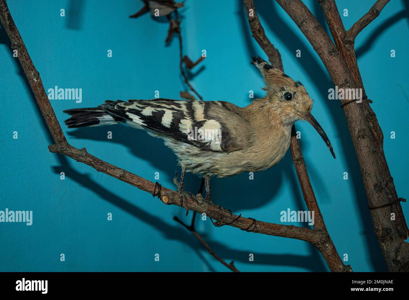 Natural History Museum „Nikola Nezlobinski", Struga, Macedonia.The